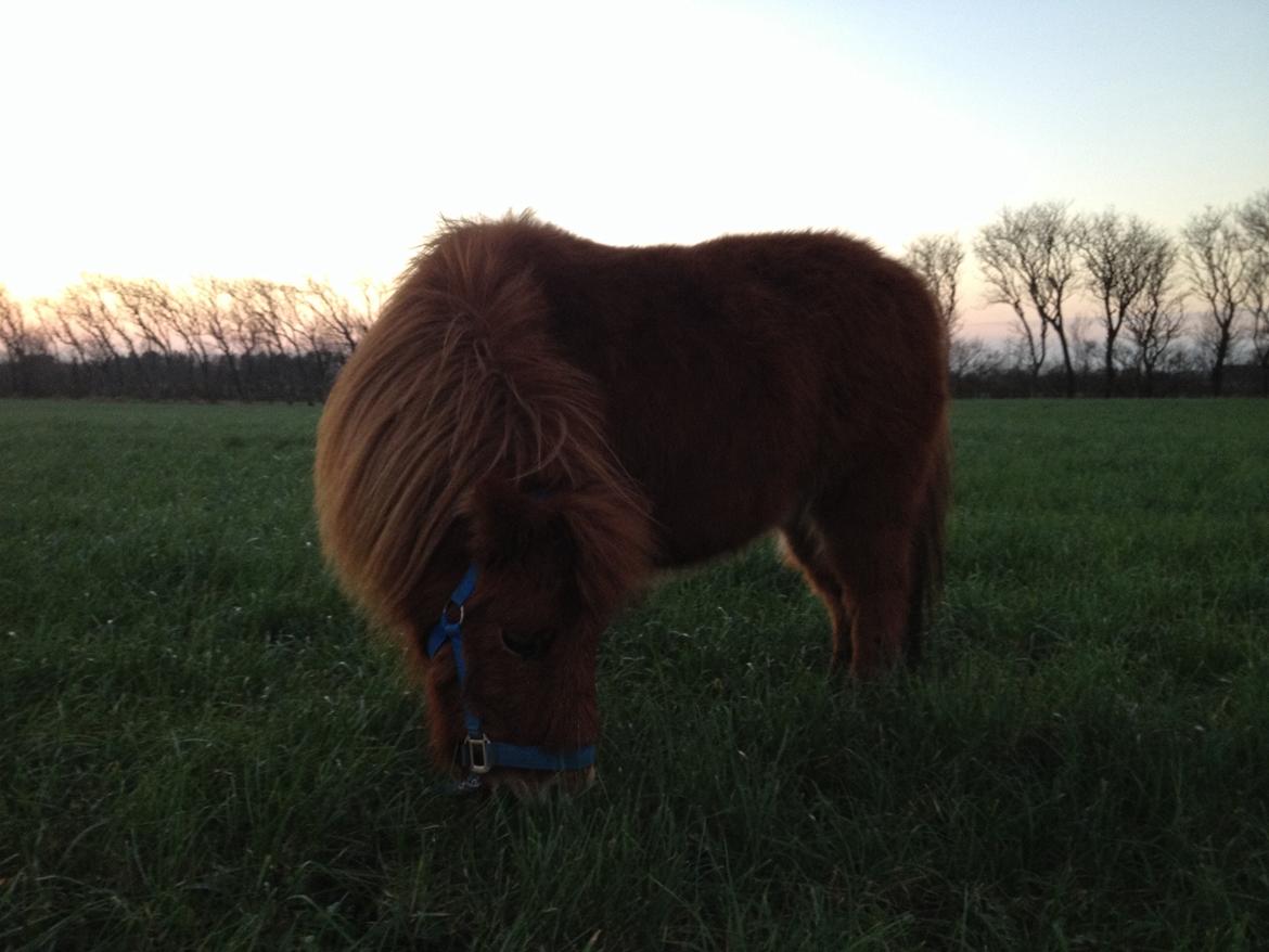 Shetlænder misty <33 billede 13