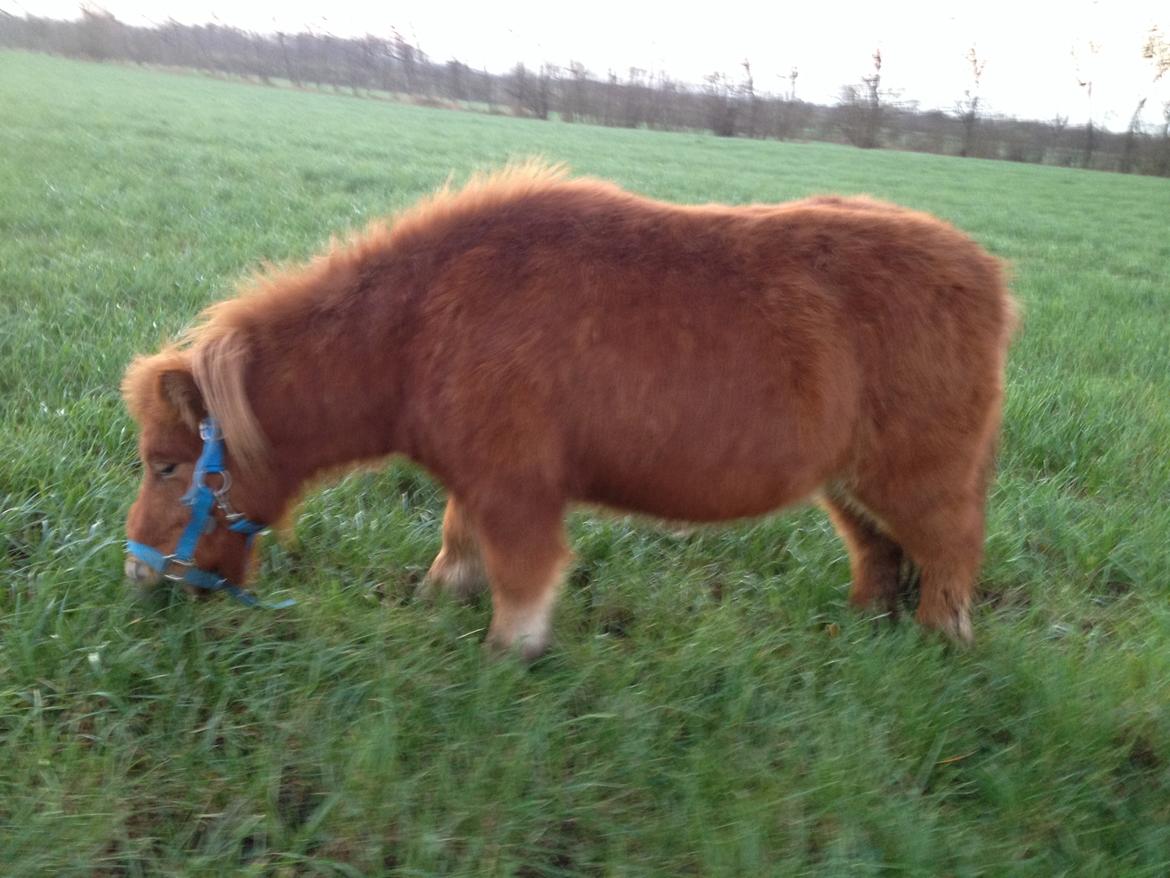 Shetlænder misty <33 billede 15