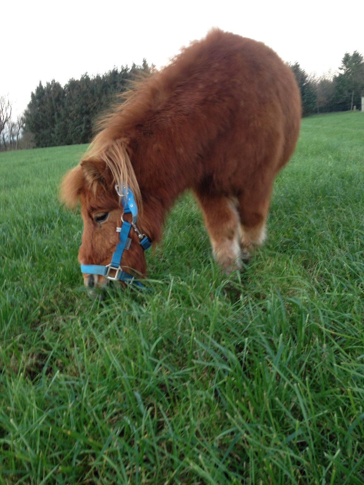 Shetlænder misty <33 billede 16