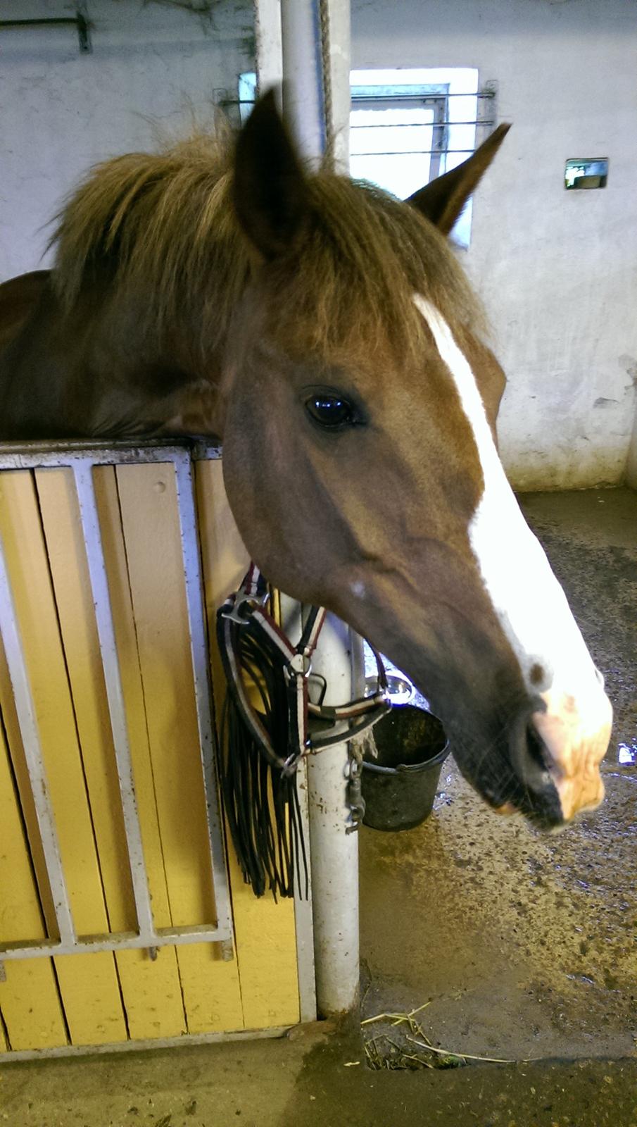 New Forest Koedijks Milano - Milano i sin boks. billede 11