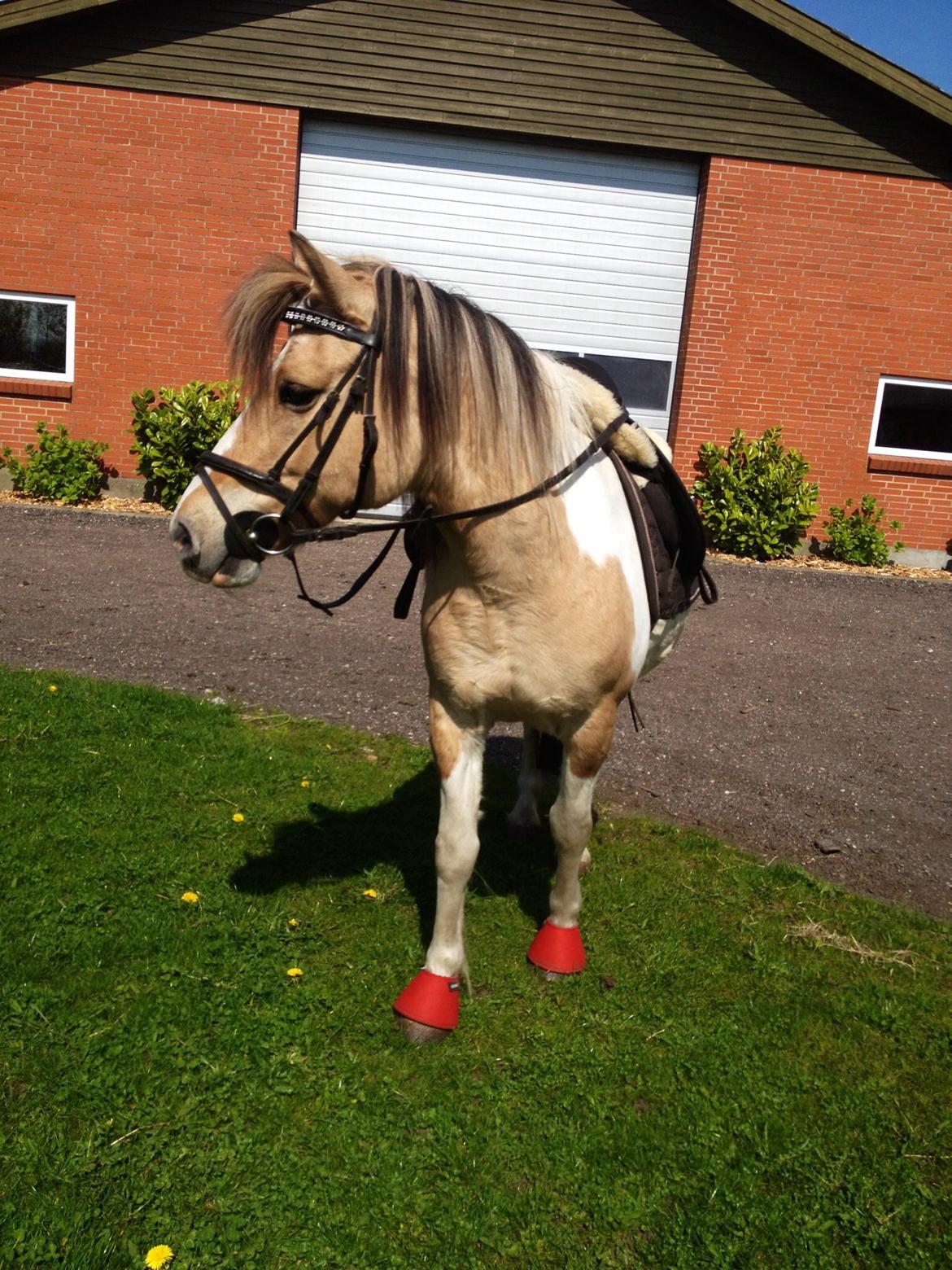 Anden særlig race Alexandra <33 billede 13