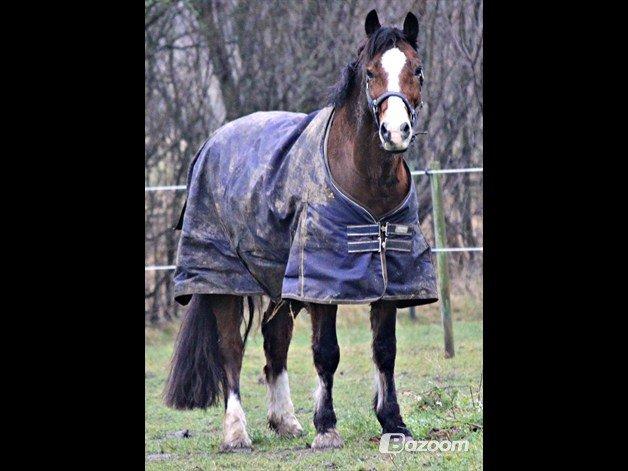 Welsh Cob (sec D) Dortealyst Omikroen billede 6