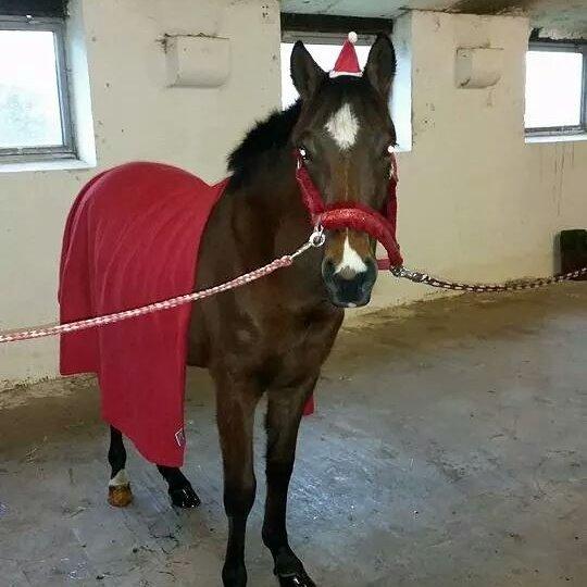 Anden særlig race Spyro billede 28