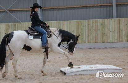 Pinto Shamrocks Summer Sunshine billede 6