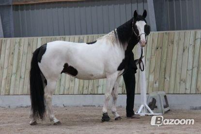 Pinto Shamrocks Summer Sunshine billede 2