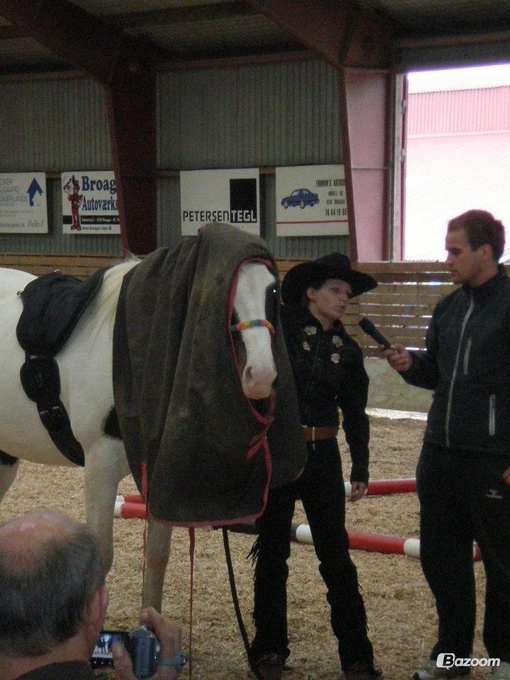 Pinto Shamrocks Summer Sunshine billede 4