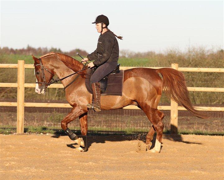 Arabisk fuldblod (OX) MM SULTAN billede 16