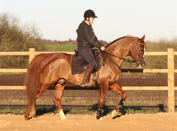 Arabisk fuldblod (OX) MM SULTAN billede 17