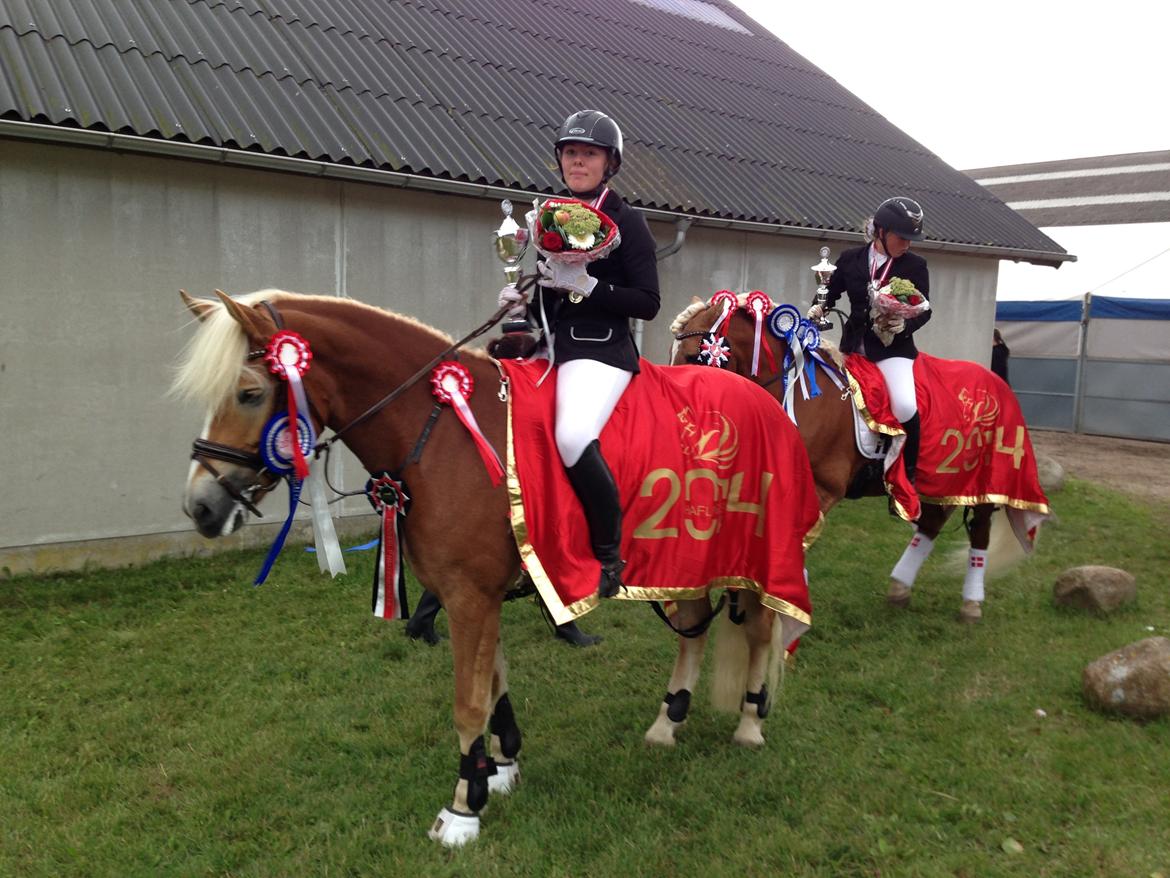 Haflinger Nanna af kroggaard billede 4