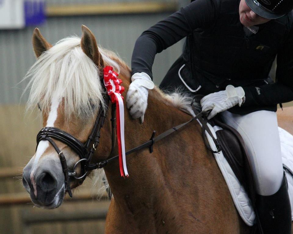 Haflinger Nanna af kroggaard billede 8