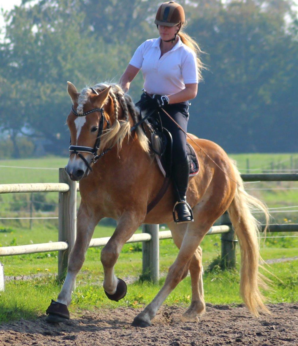 Tyroler Haflinger Stallone af Elghuset *AVLSHINGST* - Træning hjemme 2014 billede 17