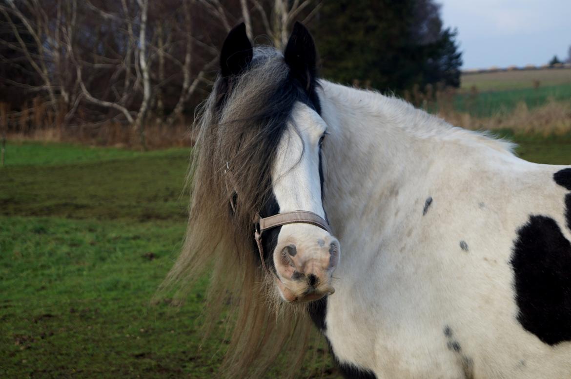 Irish Cob Bakkegårdens Shakira billede 12