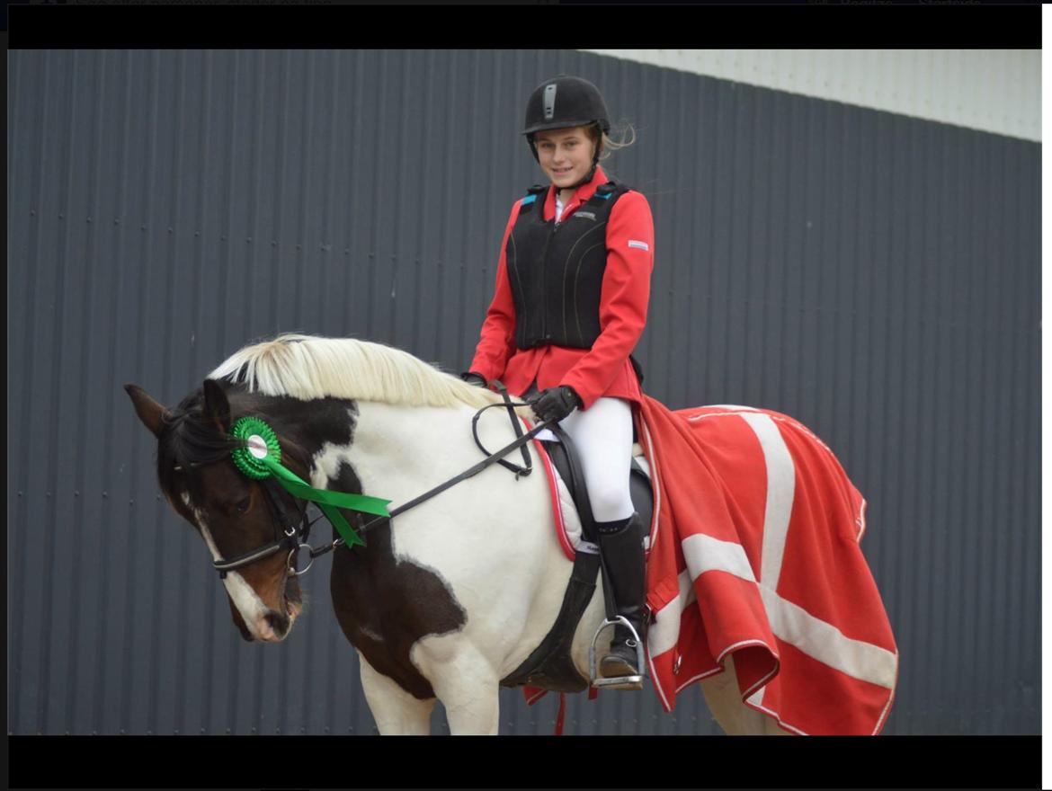 Pinto Sunrise Von Torresco (Justin) <3 - 4 plads 3 gang vi starter LB* billede 2