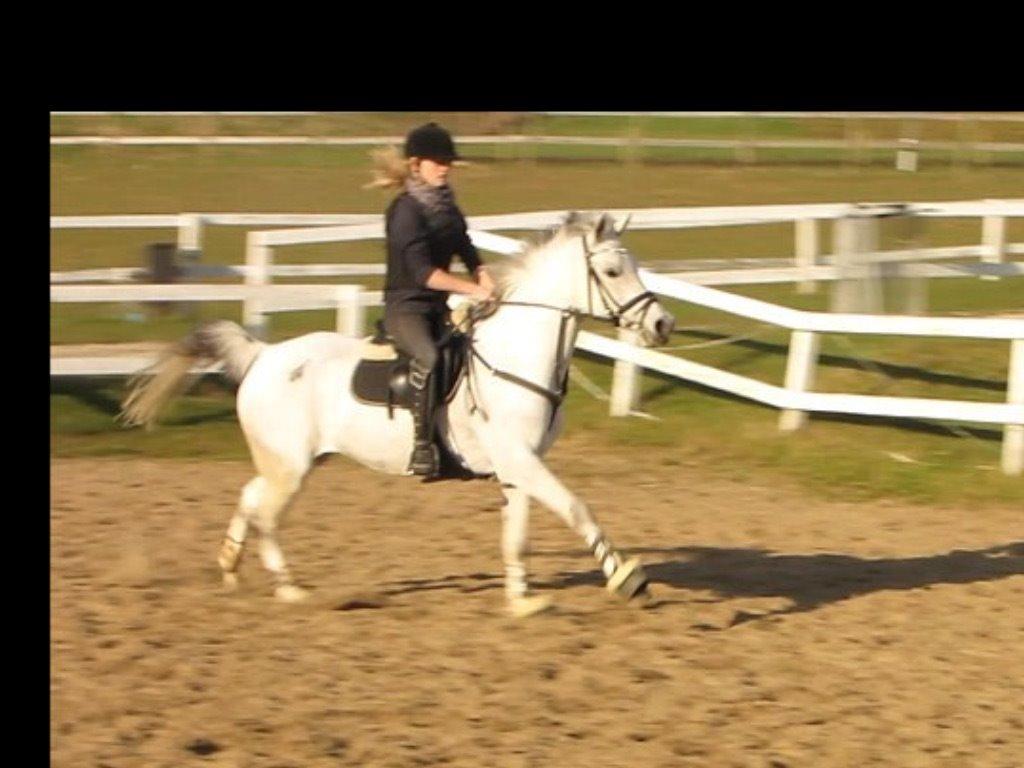 Arabisk fuldblod (OX) Sofie van de meijershoeve billede 10