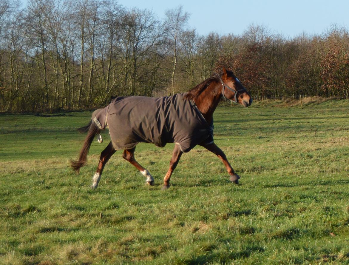 Hannoveraner Quite Divine Roest billede 30