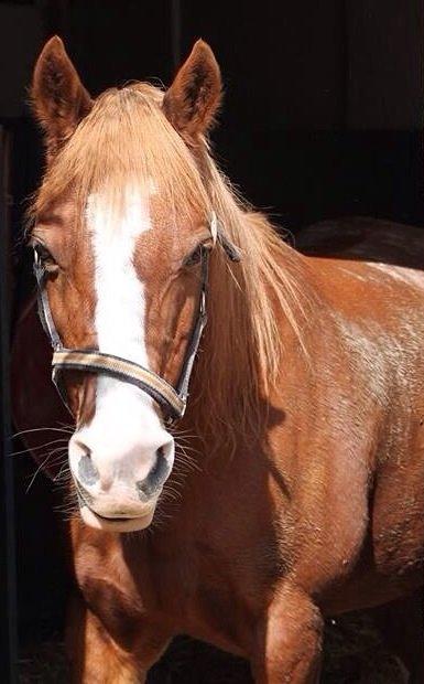 Anden særlig race Fireball VSR tidligere part billede 10