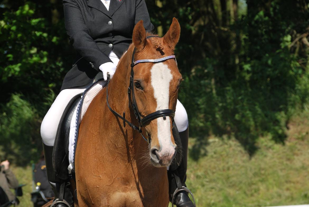 Dansk Varmblod Grusgårds Minell billede 16