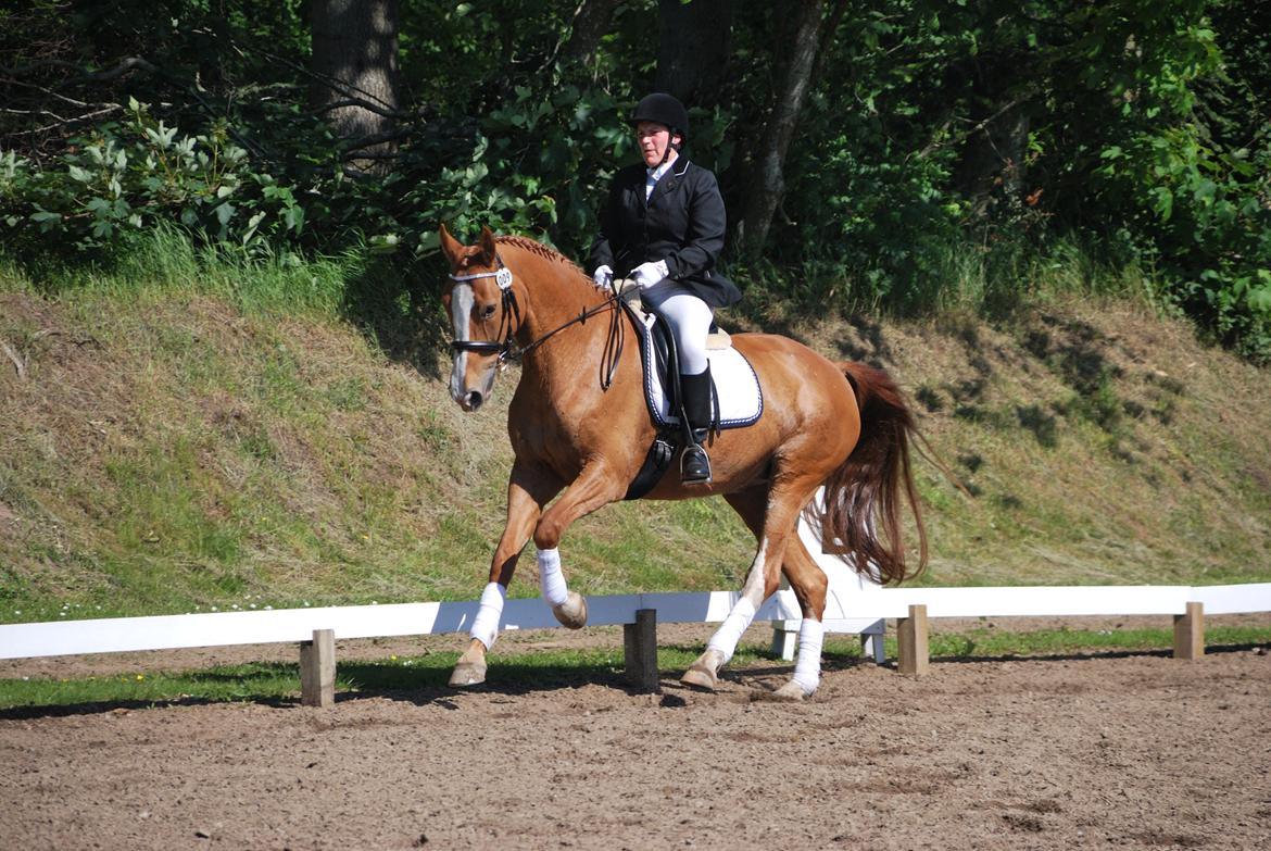 Dansk Varmblod Grusgårds Minell billede 17