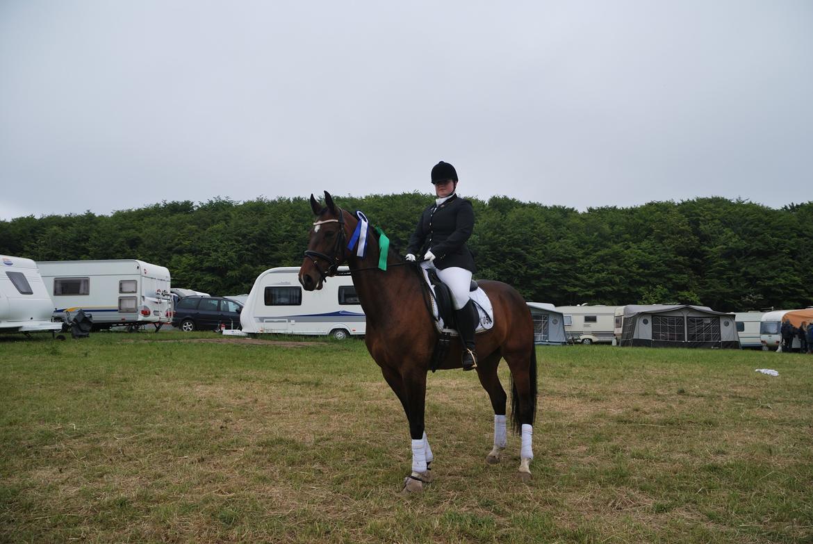 Dansk Varmblod Ocean billede 5