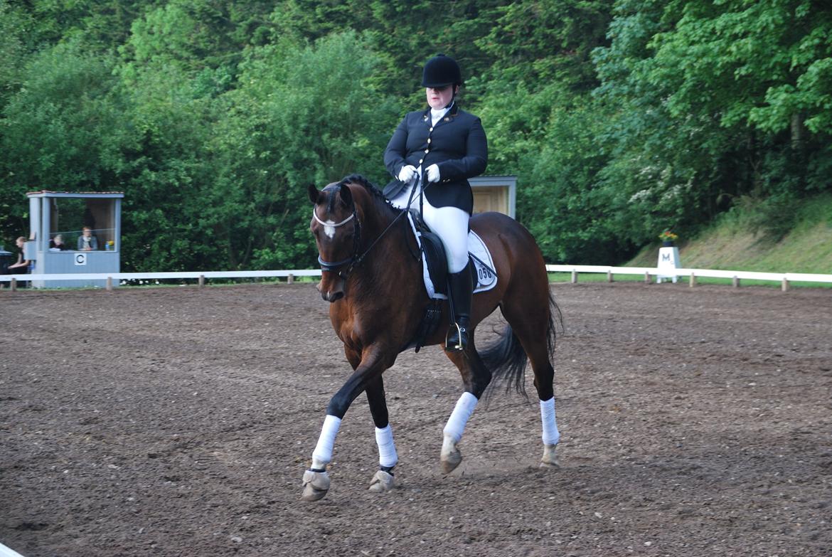 Dansk Varmblod Ocean billede 3