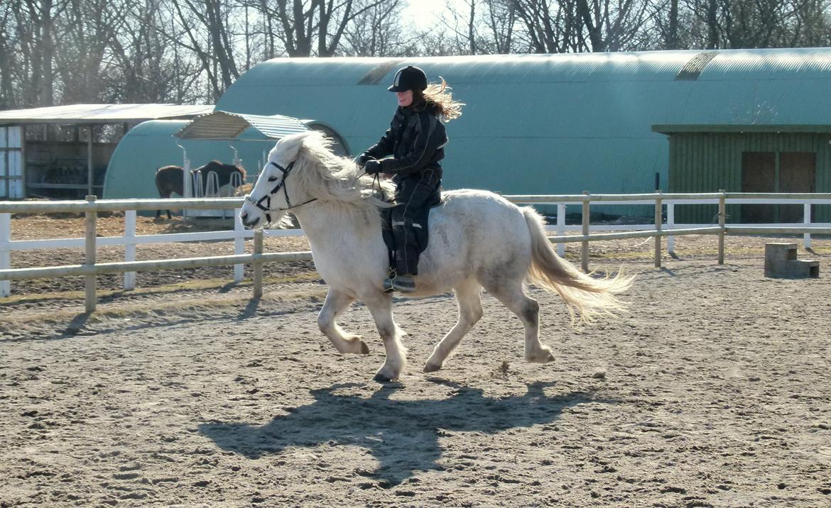 Islænder Áning Fra Fjalli. billede 15