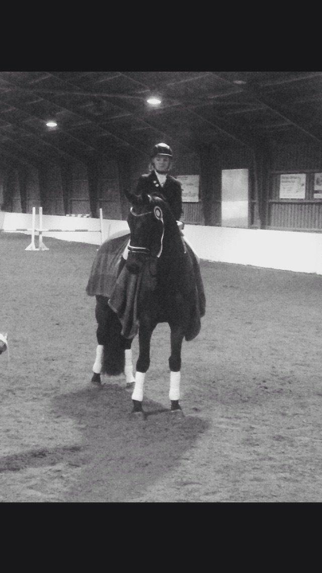 Dansk Varmblod Egebjergs Roseanne billede 31