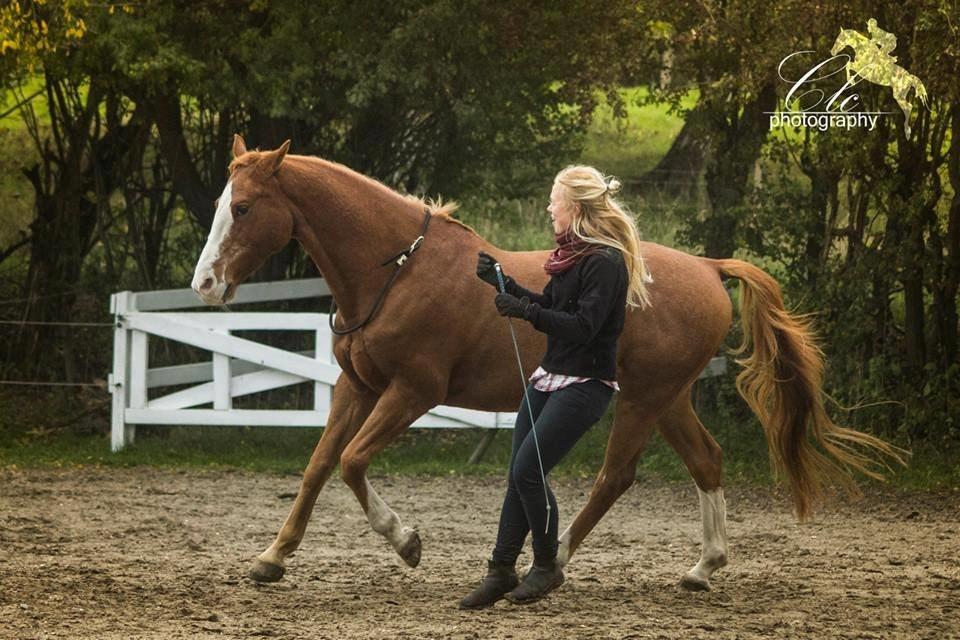 Palomino Argo Jøle - Liberty: løs longering. billede 12