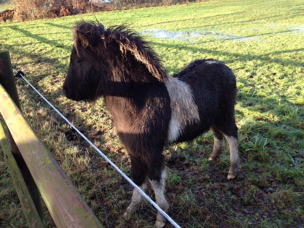 Islænder Ófeigur fra Bakkegården ll billede 13