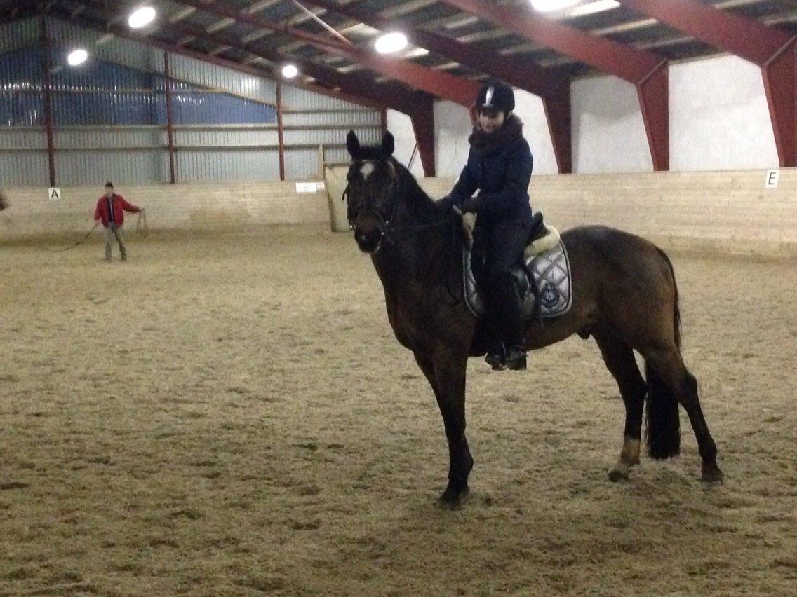 Tysk Sportspony Capper billede 3