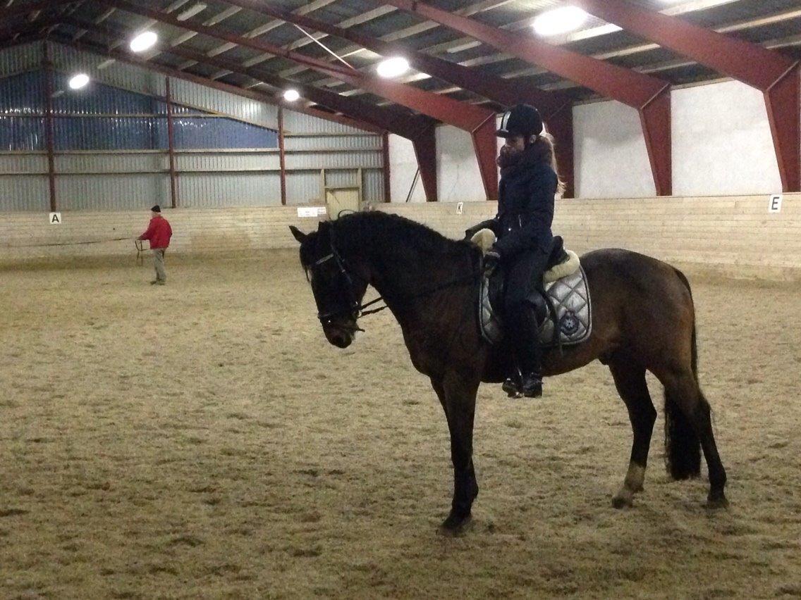 Tysk Sportspony Capper billede 1