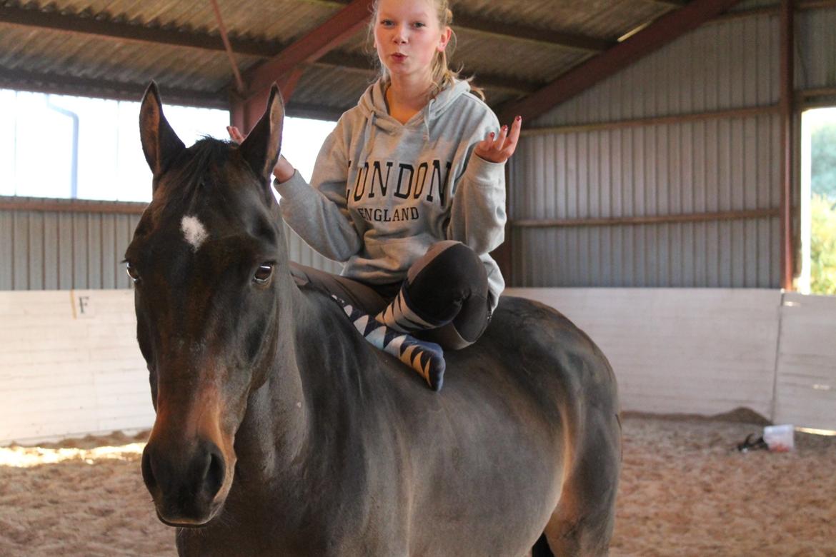 Welsh Cob (sec D) Tango - There are many wonderful places in the world. My favourite is on the back on my horse billede 9