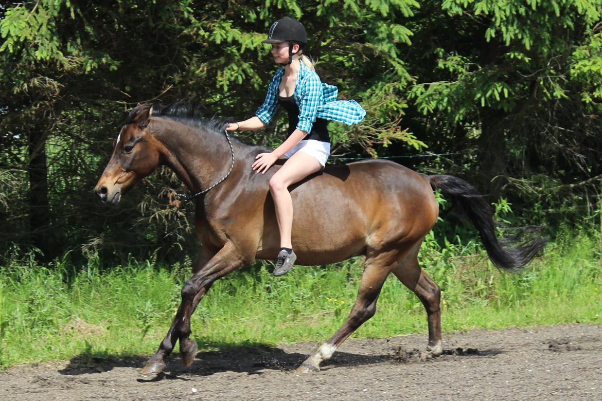 Welsh Cob (sec D) Tango - min yndlings billede 13