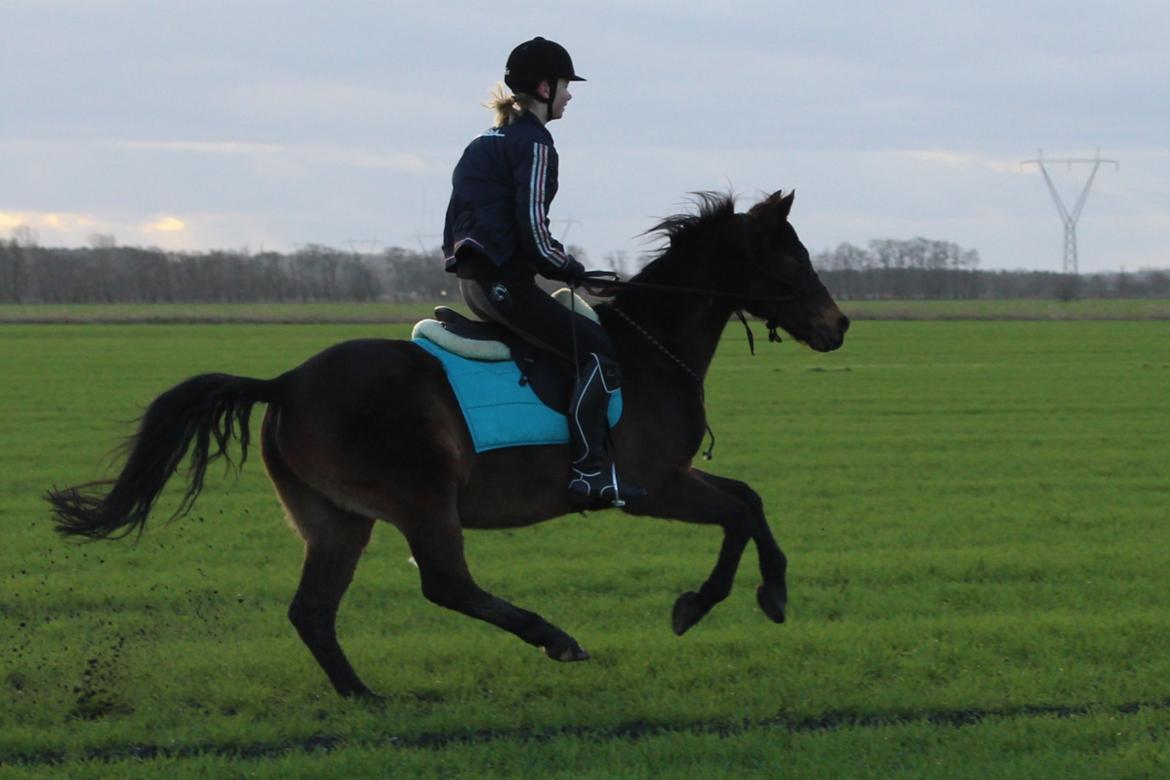 Welsh Cob (sec D) Tango - Ride it like you stole it billede 19