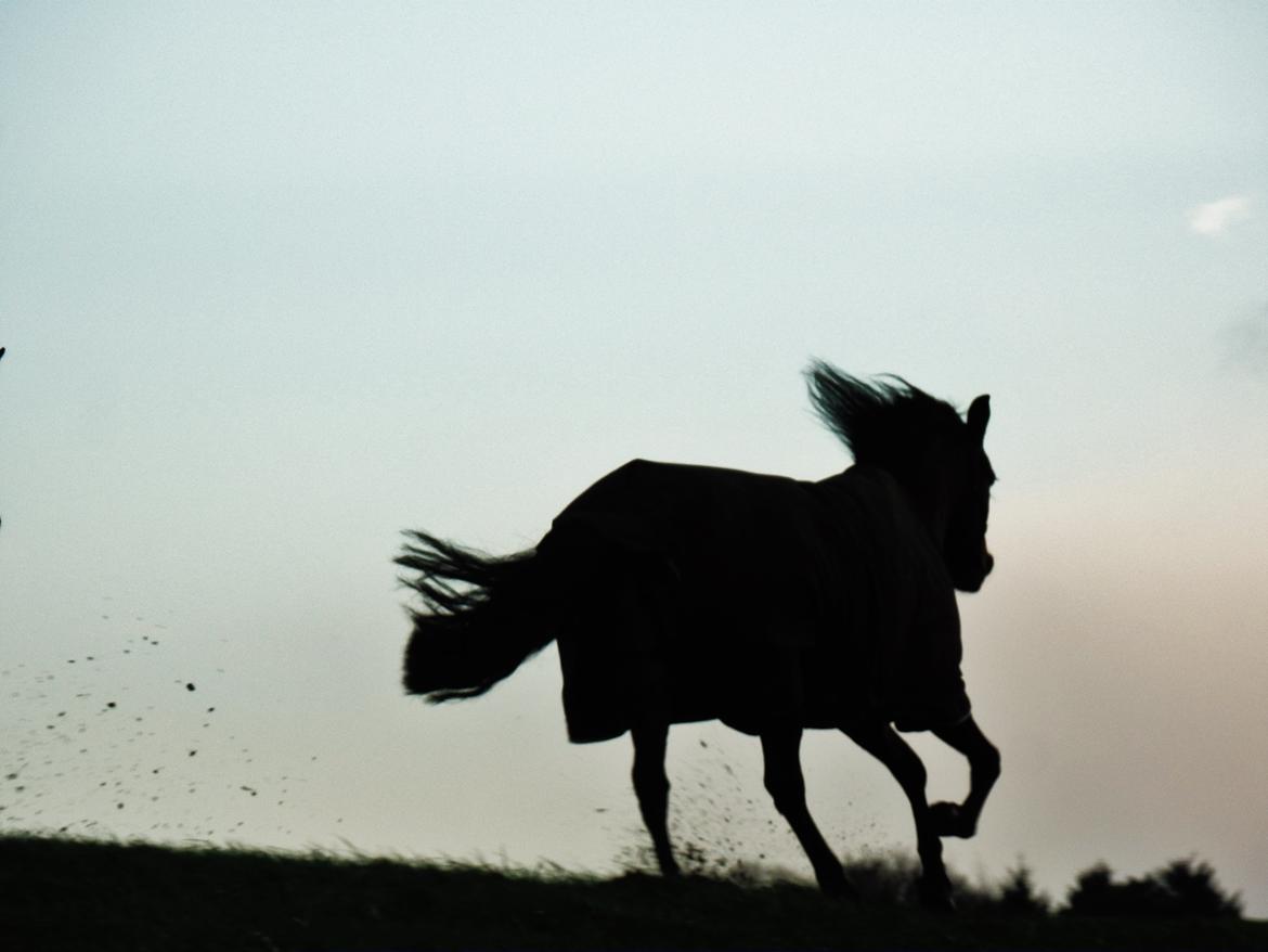 Pura Raza Española Stald Skou Hilda El Bayo, Solgt - WIII :-D 13/12-2014 billede 30
