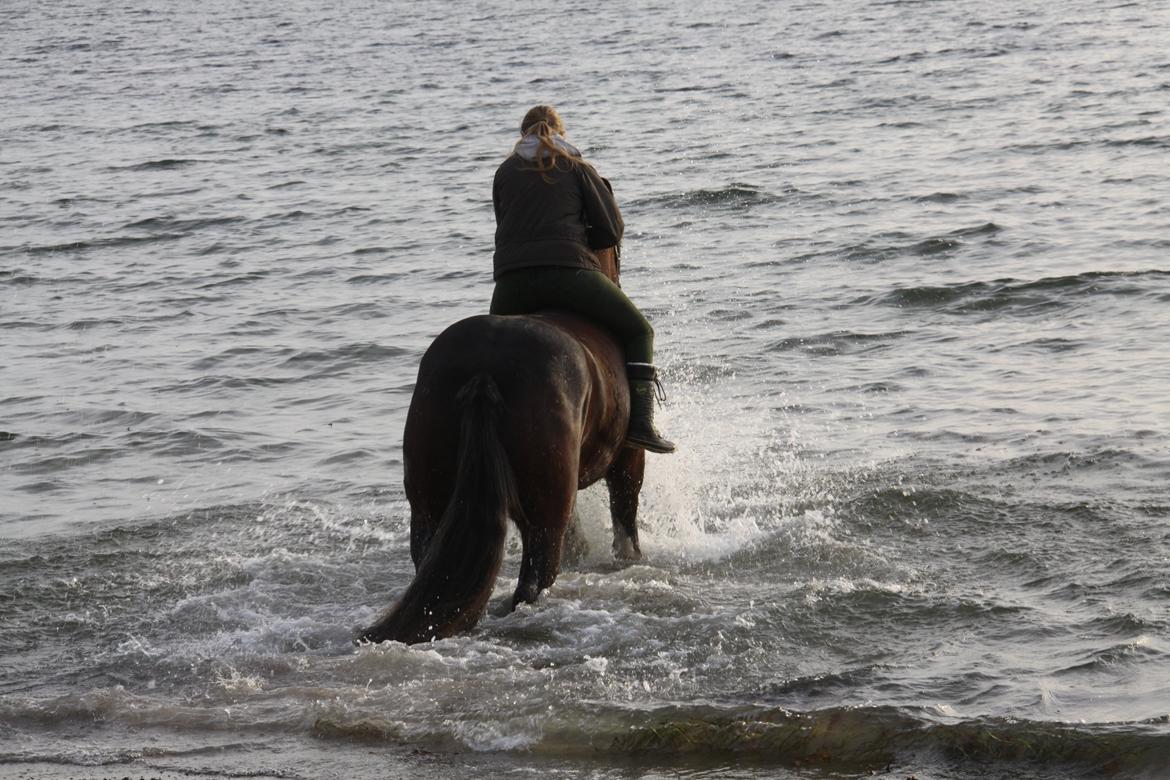 Shire Shirefarm en chating Elektra - Første tur på stranden  billede 18