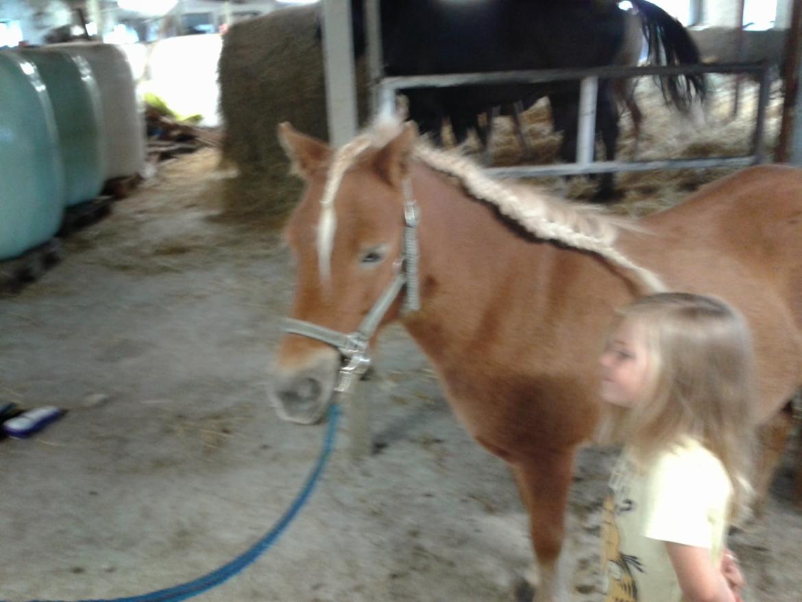 Shetlænder Lille rosendals clara billede 8
