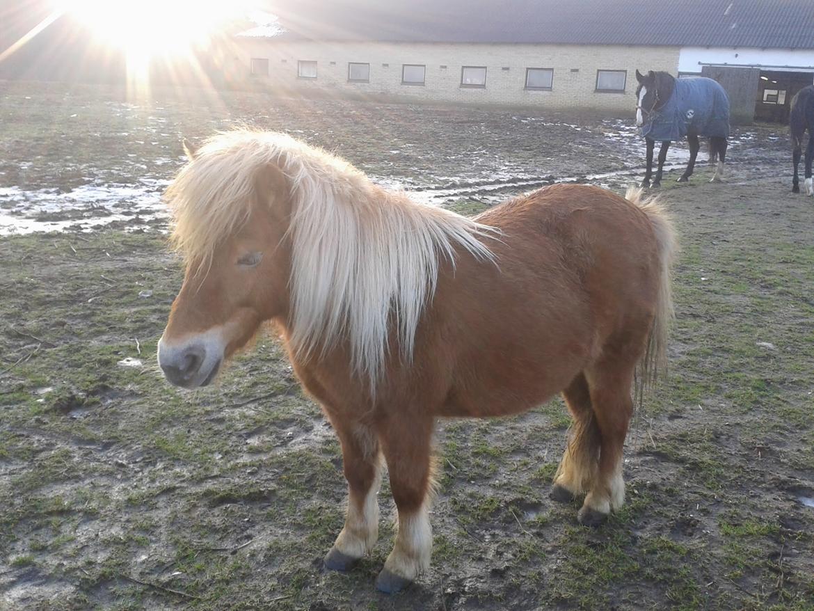 Shetlænder Lille rosendals clara billede 9