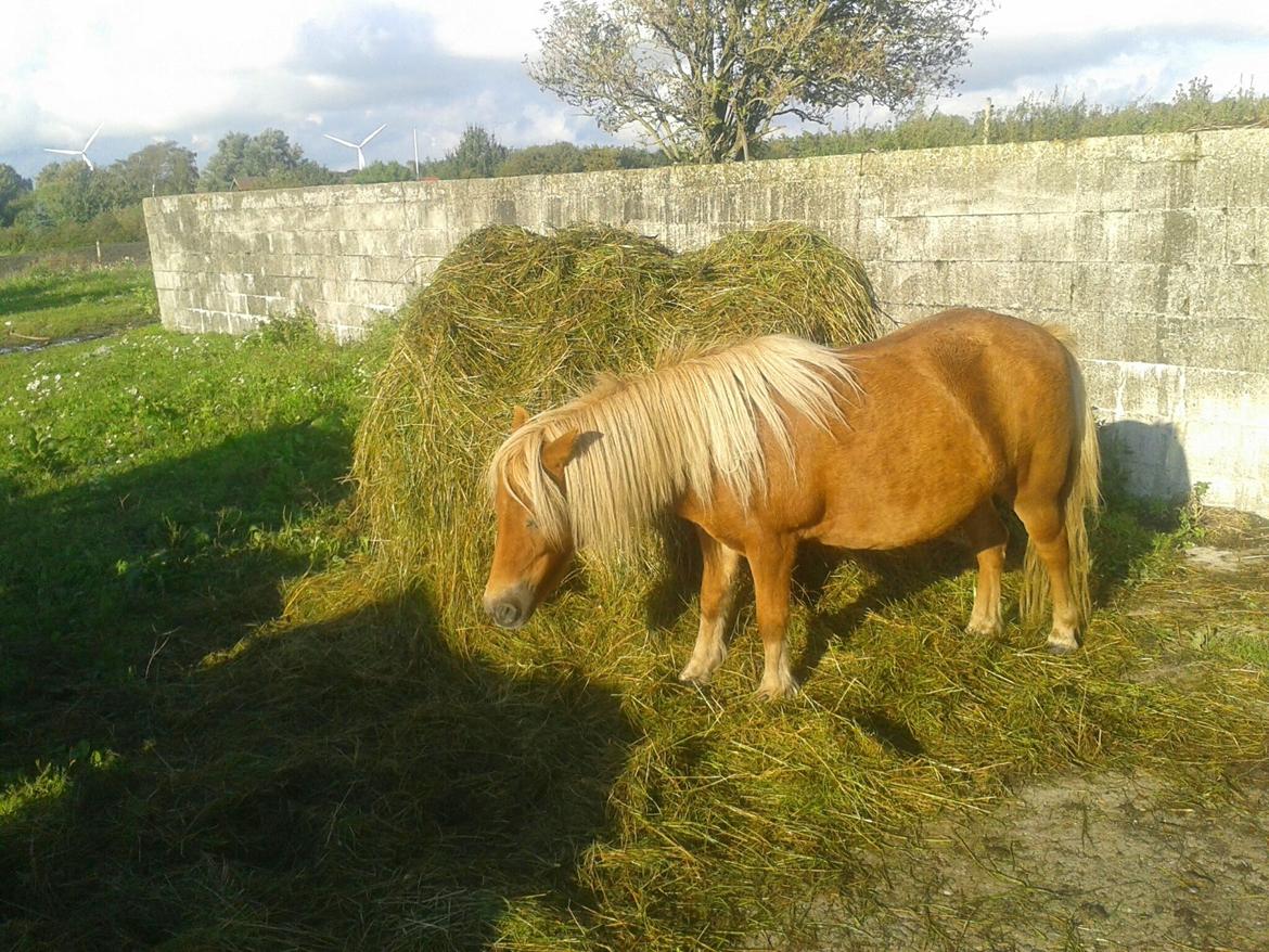 Shetlænder Lille rosendals clara billede 13