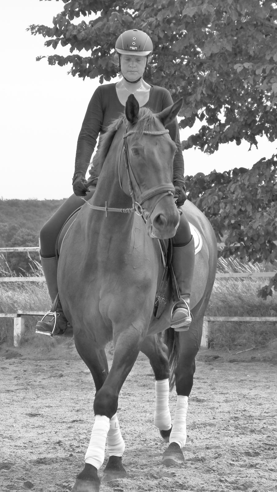 Oldenborg First-Mann af Hvarre billede 5