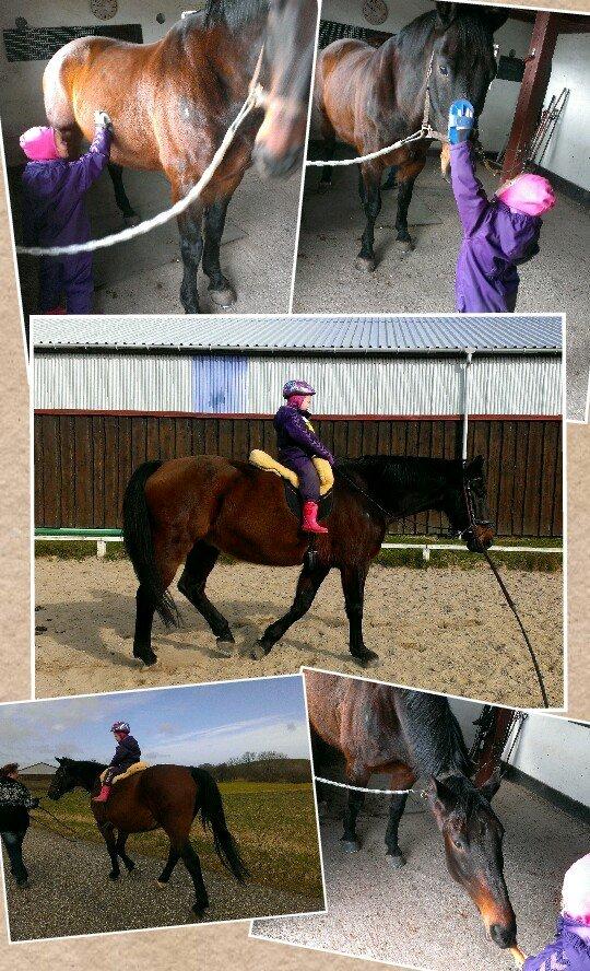 Oldenborg First-Mann af Hvarre - lille Amalie på ryggen af min dreng billede 6