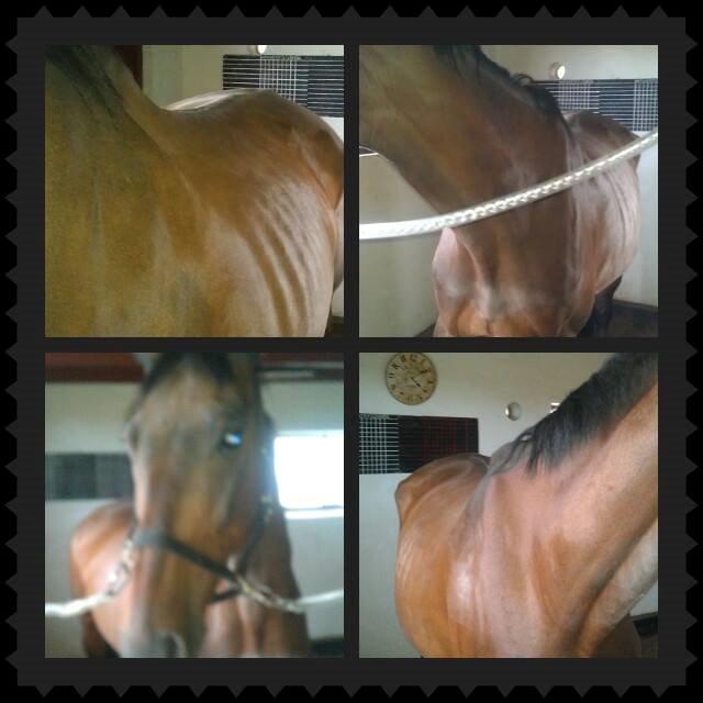 Oldenborg First-Mann af Hvarre - First da jeg fik ham hjem billede 9