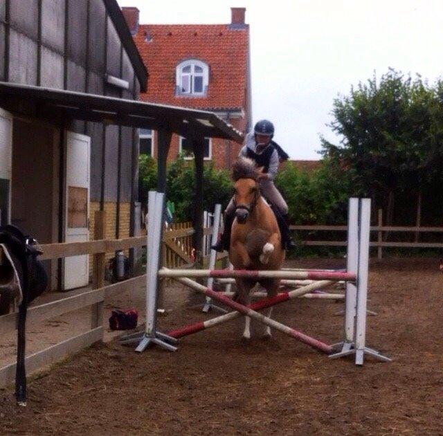 Anden særlig race Nice Suprice (Connie)  - 85cm. til træning billede 3