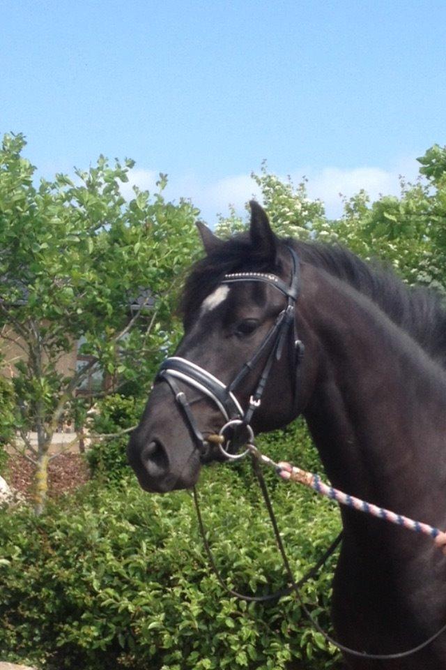 Anden særlig race jens billede 15