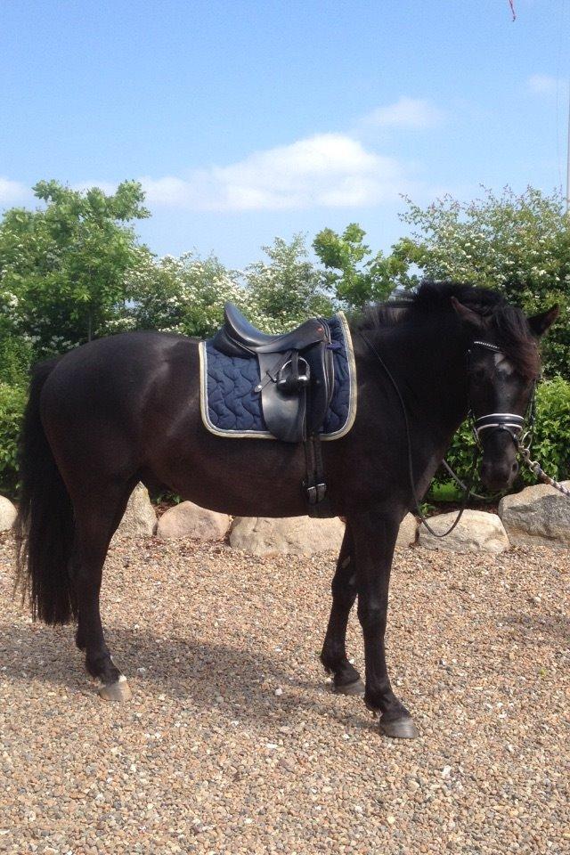 Anden særlig race jens billede 16