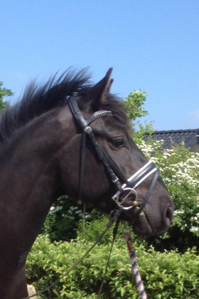 Anden særlig race jens billede 17