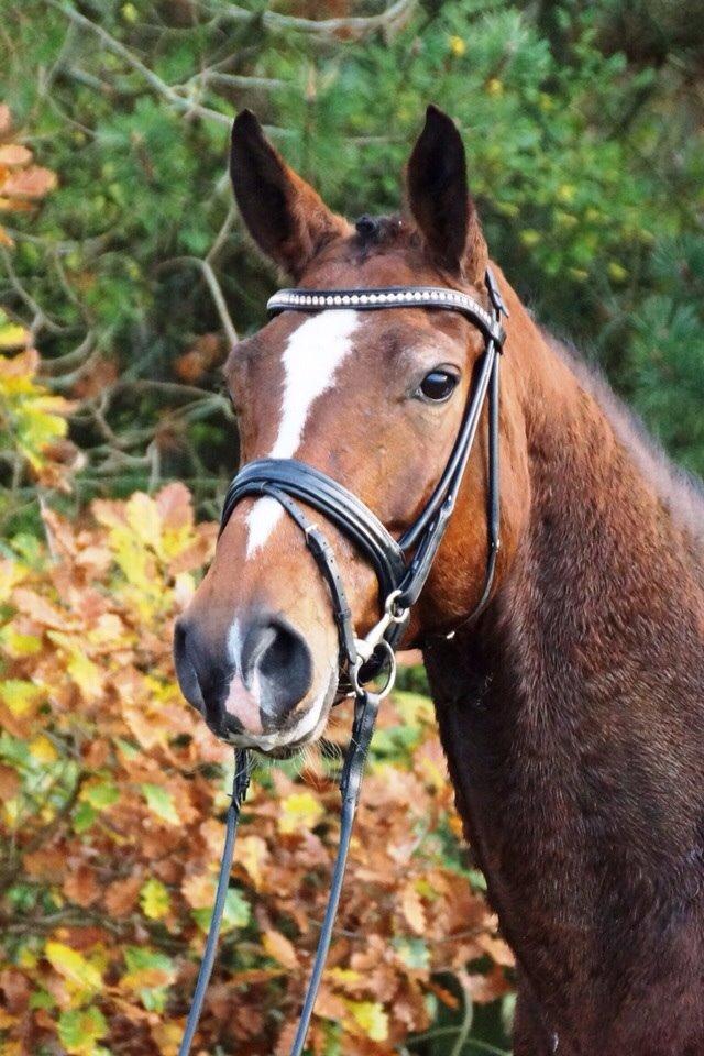 Dansk Varmblod Amarilla - (FOTO: tidl. Ejer)  billede 10