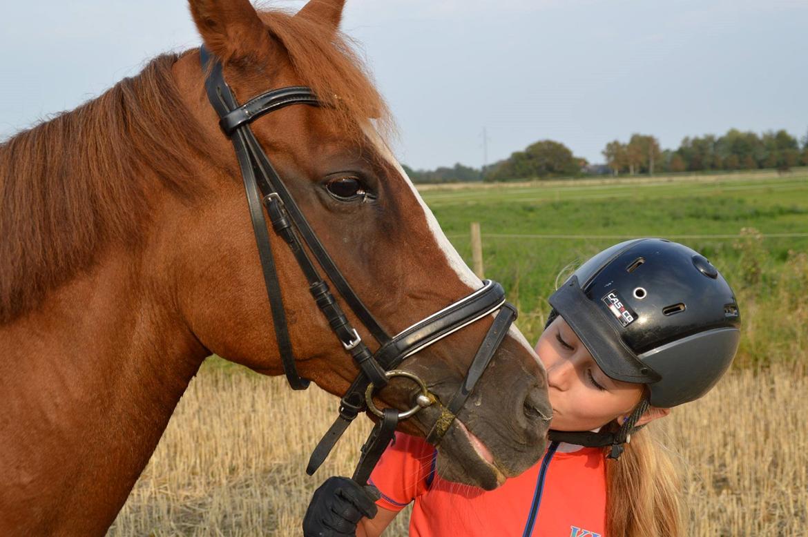 Hollandsk Sportspony Orchids Helenae billede 17