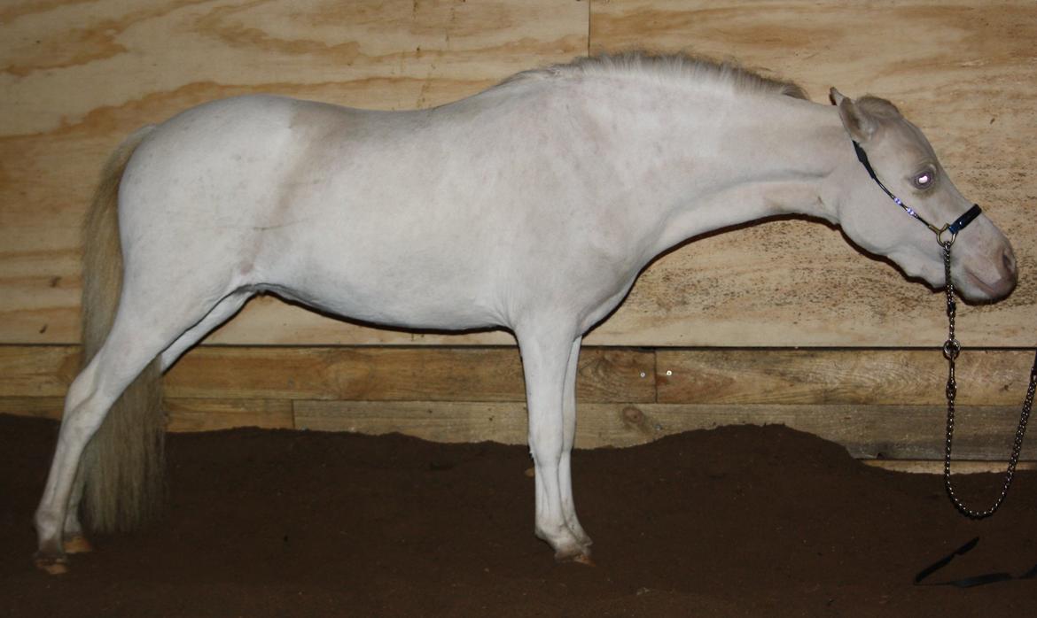 Amerikansk Miniature Paradise Ranch Inkys Pearl Jam - Dec 2014 billede 4