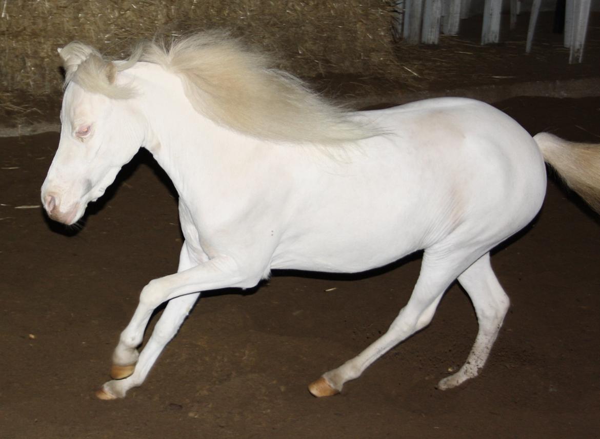 Amerikansk Miniature Paradise Ranch Inkys Pearl Jam - Dec 2014 billede 7