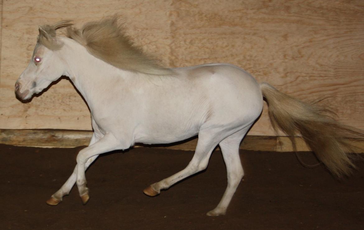 Amerikansk Miniature Paradise Ranch Inkys Pearl Jam - Dec 2014 billede 15